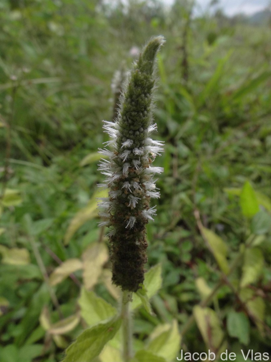 Pogostemon auricularius (L.) Hassk.